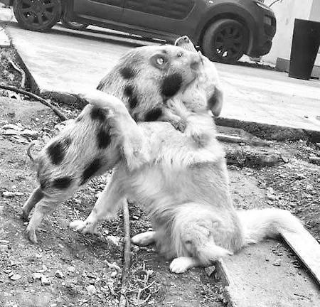 Fattoria Angolo Di Paradiso Villa *
