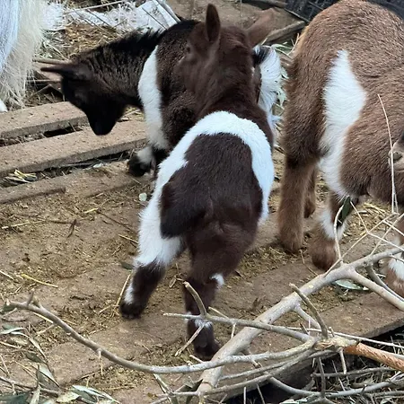 Fattoria Angolo Di Paradiso Villa