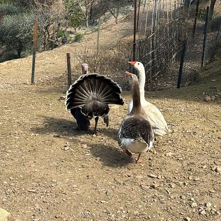 Fattoria Angolo Di Paradiso Villa Monte Argentario