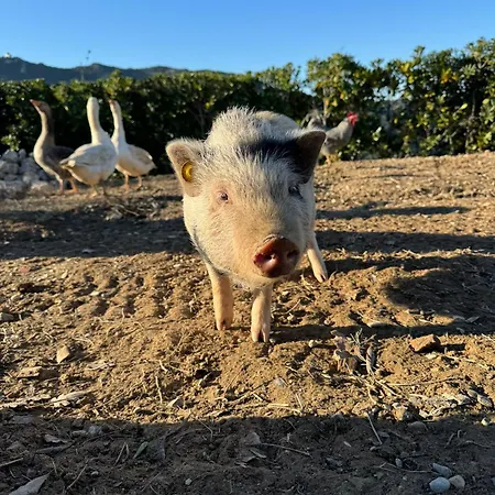 Fattoria Angolo Di Paradiso Villa