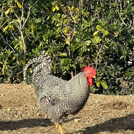 Fattoria Angolo Di Paradiso Villa