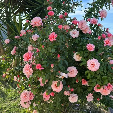 Fattoria Angolo Di Paradiso Villa